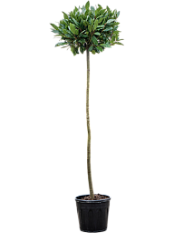 Lush Bay Tree Laurus nobilis