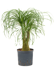 Tropical Ponytail Palm Beaucarnea recurvata Tall Indoor House Plants Trees