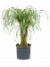 Tropical Ponytail Palm Beaucarnea recurvata Tall Indoor House Plants Trees