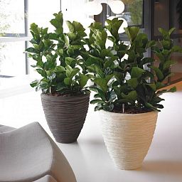 Composits Polystone Couple Seaside Indoor Planter Pot
