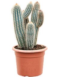 Easy-Care Blue Columnar Cactus Pilosocereus zehnteri Indoor House Plants