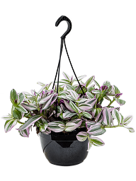 Delicate Giant White Inch Plant Tradescantia albiflora 'Nanouk' Indoor House Plants