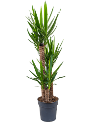 Insta-friendly Spineless Yucca elephantipes Tall Indoor House Plants Trees