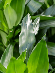 Impressive Corn Plant Dracaena fragrans 'Janet Craig' Tall Indoor House Plants Trees