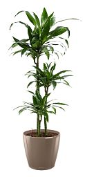 Dracaena Fragrans Janet Greig in LECHUZA CLASSICO LS Self-watering Planter, Total Height 130 cm