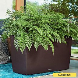 Shade-loving Boston Fern Nephrolepis exaltata 'Boston' Indoor House Plants