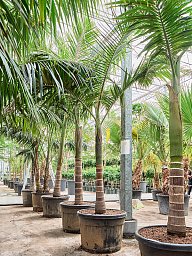 Tropical Alexandra Palm Archontophoenix alexandrae (400-500) Tall Indoor House Plants Trees
