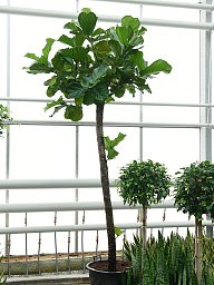 Lush Fiddle Leaf Fig Ficus lyrata Indoor House Plants