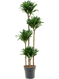 Easy-Care Corn Plant Dracaena fragrans 'Compacta' Indoor House Plants