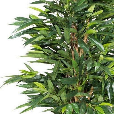 LONGIFOLIA ROYAL NATURAL Artificial Tree Plant