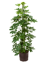 Easy-Care Umbrella Tree Schefflera arboricola 'Compacta' Tall Indoor House Plants Trees