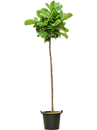 Lush Fiddle Leaf Fig Ficus lyrata Indoor House Plants