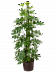 Easy-Care Umbrella Tree Schefflera arboricola 'Compacta' Tall Indoor House Plants Trees