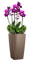 Blooming Lilac Orchid in LECHUZA CUBICO Self-watering Planter, Total Height 80 cm