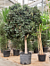 Lush Weeping Fig Ficus benjamina 'Danielle' Indoor House Plants