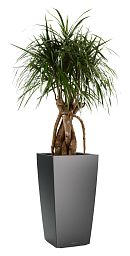 Dracaena Marginata in LECHUZA CUBICO Self-watering Planter, Total Height 150 cm