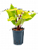 Lush Heart-Leaf Philodendron 'Painted Lady' Indoor House Plants