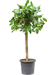 Lush Banyan Fig Ficus benghalensis 'Audrey' Indoor House Plants