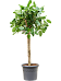 Lush Banyan Fig Ficus benghalensis 'Audrey' Indoor House Plants