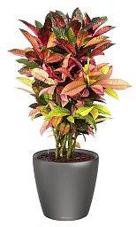 Codiaeum Mix in LECHUZA CLASSICO LS Self-watering Planter, Total Height 75 cm