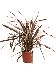 Photogenic New Zealand flax Phormium tenax 'Bronze Tower' Indoor House Plants