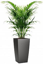 Howea Forsteriana in LECHUZA CUBICO Self-watering Planter, Total Height 150 cm
