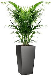 Howea Forsteriana in LECHUZA CUBICO Self-watering Planter, Total Height 150 cm
