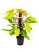 Lush Heart-Leaf Philodendron 'Painted Lady' Indoor House Plants