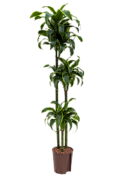 Insta-friendly Corn Plant Dracaena fragrans 'Dorado' Tall Indoor House Plants Trees
