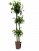 Insta-friendly Corn Plant Dracaena fragrans 'Dorado' Tall Indoor House Plants Trees