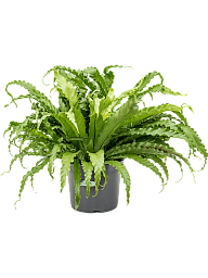 Fancy Birds Nest Fern Asplenium antiquum 'Osaka' Indoor House Plants