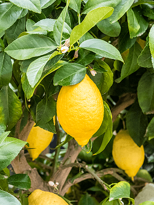 Impressive Citrus (Citrofortunella) lemon Tall Indoor House Plants Trees