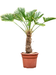 Windmill Palm Tree Trachycarpus wagnerianus