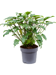 Lush Heart-Leaf Philodendron 'Xanadu' Indoor House Plants