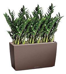 Zamioculcas Green Wall in LECHUZA CARARO Self-watering Planter, Total Height 110 cm