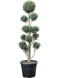 Cute Arizona Cypress Cupressus arizonica 'Fastigiata' Outdoor Plants