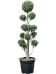 Cute Arizona Cypress Cupressus arizonica 'Fastigiata' Outdoor Plants