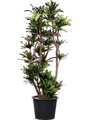 Striking Croton (Codiaeum) variegatum 'Mammi' Indoor House Plants