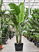 Tropical Bird of Paradise Strelitzia nicolai Indoor House Plants