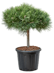 Pinus nigra 'Brepo'