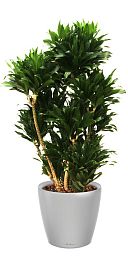 Dracaena Fragrans Compacta in LECHUZA CLASSICO LS Self-watering Planter, Total Height 105 cm
