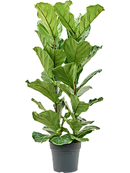 Lush Fiddle Leaf Fig Ficus lyrata Indoor House Plants