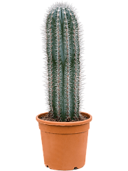 Easy-Care Mexican Giant Cactus Pachycereus pringlei Indoor House Plants