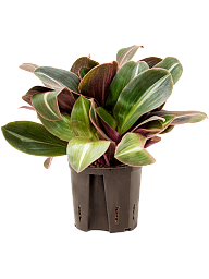 Lush Brown Spiderwort Siderasis fuscata Indoor House Plants