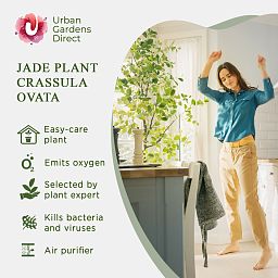Easy-Care Jade Plant Crassula ovata 'Sunset' Indoor House Plants
