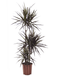 Showy Dragon Tree Dracaena marginata 'Magenta' Tall Indoor House Plants Trees
