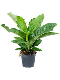 Lush Flamingo Flower Anthurium elipticum 'Jungle Bush' Indoor House Plants