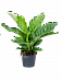 Lush Flamingo Flower Anthurium elipticum 'Jungle Bush' Indoor House Plants