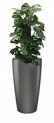 Monstera Deliciosa in LECHUZA RONDO Self-watering Planter, Total Height 150 cm