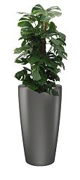 Monstera Deliciosa in LECHUZA RONDO Self-watering Planter, Total Height 150 cm